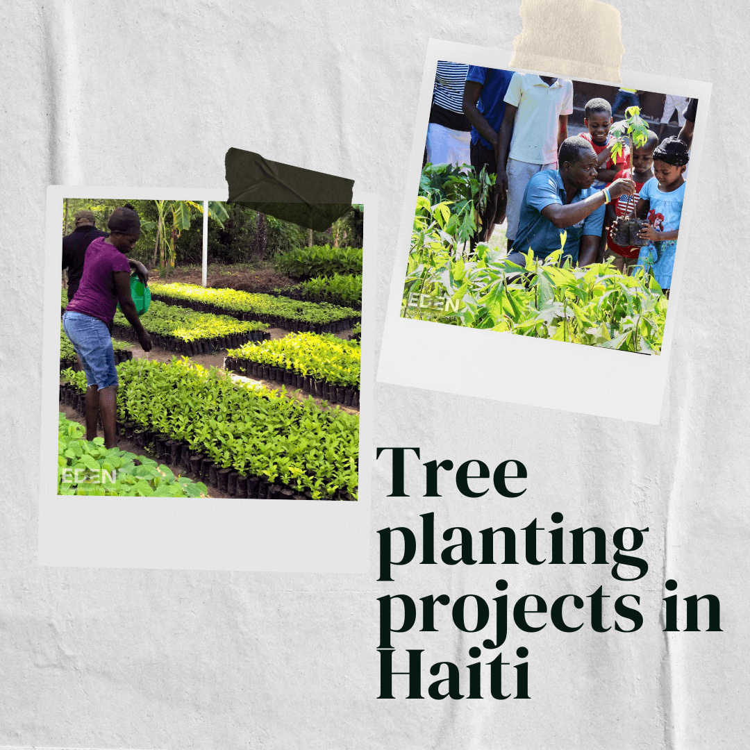Tree planting project in Haiti