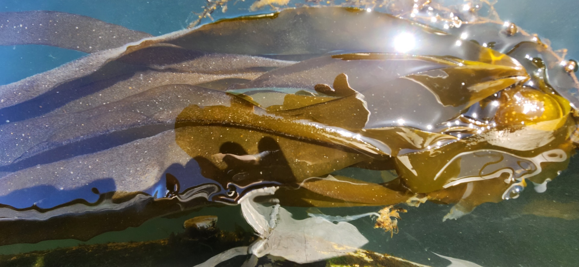 Kelp in the water