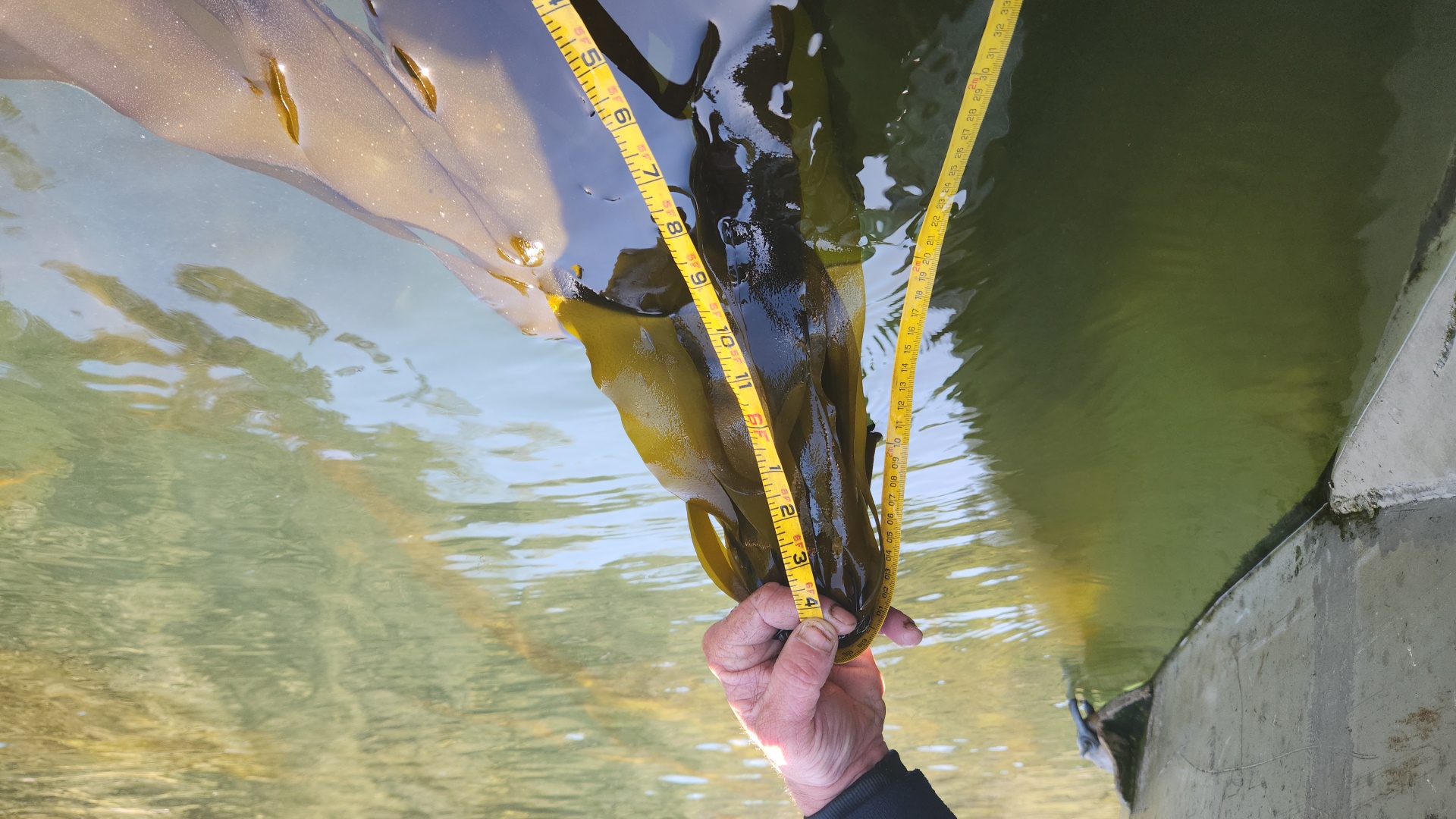 Holding kelp over side of a boat