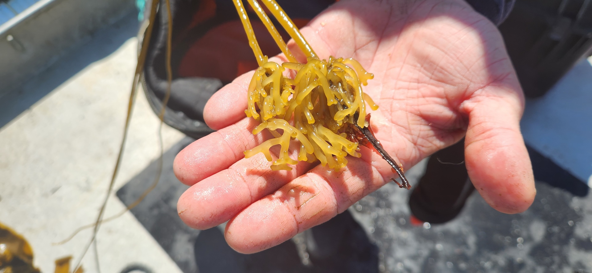 Kelp in someones hand