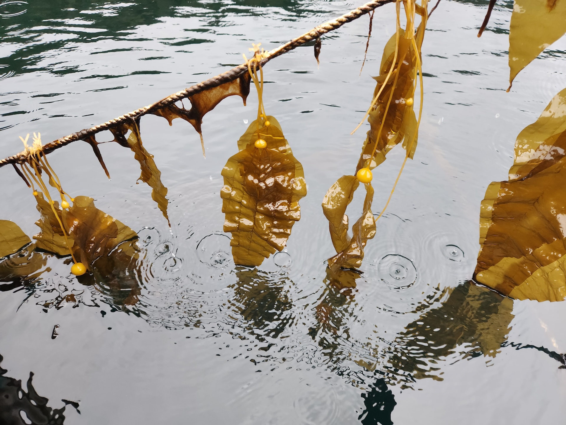 Kelp on a string
