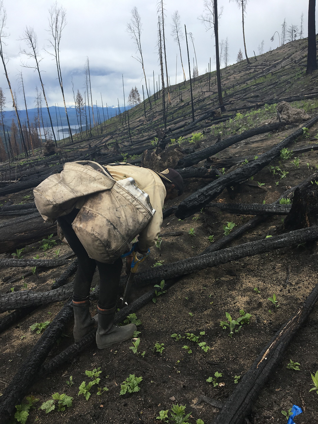 Planting trees in a burnt down field